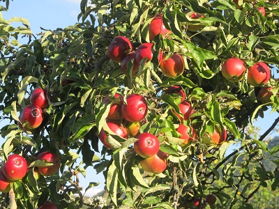 Äpfel im Baum.