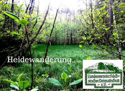 Waldlichtung. Bildaufschrift: Heidewanderung. Logo Landesverein Sächsischer Heimatschutz e.V.