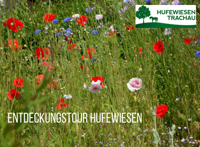 Mohnblumen in einer hochgewachsenen Wiese. Bildaufschrift: Entdeckungstour Hufewiesen. Logo der Hufewiesen Trachau.