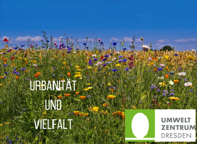 Hochgewachsene Wiese mit vielen verschiedenen Wildblumen, dahinter blauer Himmel. Bildaufschrift: Urbanität und Vielfalt. Logo Umweltzentrum Dresden.