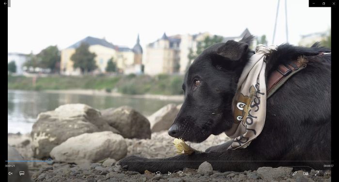 Der schwarze Hund Fido liegt auf Steinen an der Elbe und kaut an einem Stock. Er trägt ein Halstuch mit der Aufschrift: Biberforscher.
