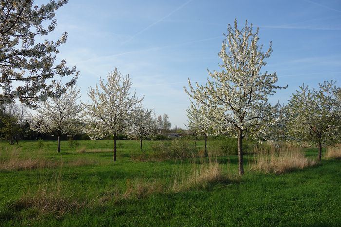 Streuobstwiese mit mehreren Obstbäumen, die viele weiße Blüten tragen.