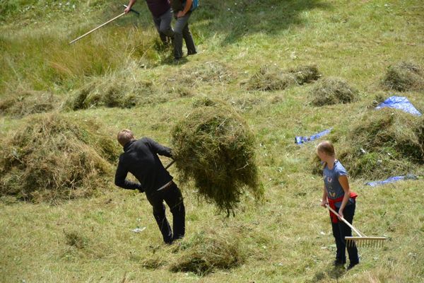 Freiwillig rächen von Hand gemähtes Gras zusammen und tragen es auf einen Haufen. Sie befinden sich auf einer Bergwiese.