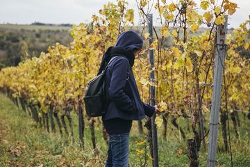 Eine schwarz gekleidete Person pflückt eine Weintraube von den Reben in den Weinbergen.