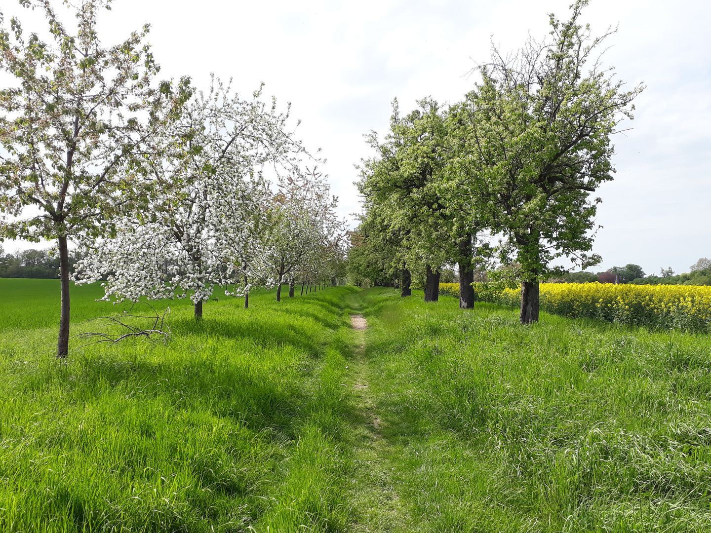 Trampelpfad über eine Wiese. Rechts bäume mit grünen Blättern. Links rosa blühende Bäume.
