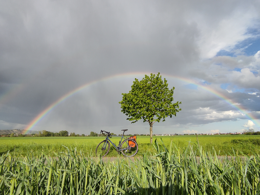 Ein Fahrrad steht unter einem Baum auf einer Straße, die durch ein grünes Feld führt. Über dem Baum und dem Rad erstreckt sich ein gut sichtbarer Regenbogen.