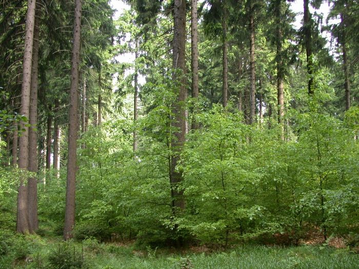 Junge Laubbäume in einem Laubwald auch mit älteren Bäumen.