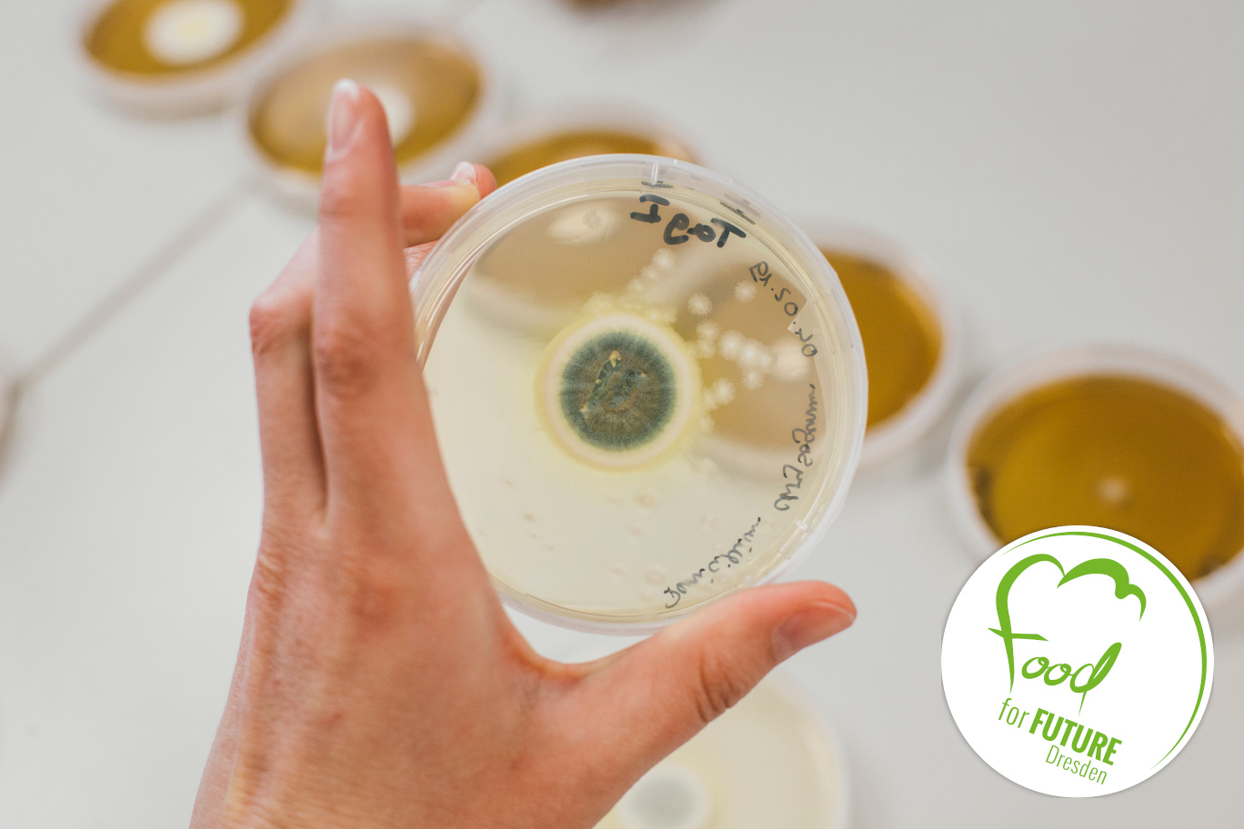 Eine Hand hält eine Schimmelprobe in einem Labor. Rechts unten das Logo von Food for Future.