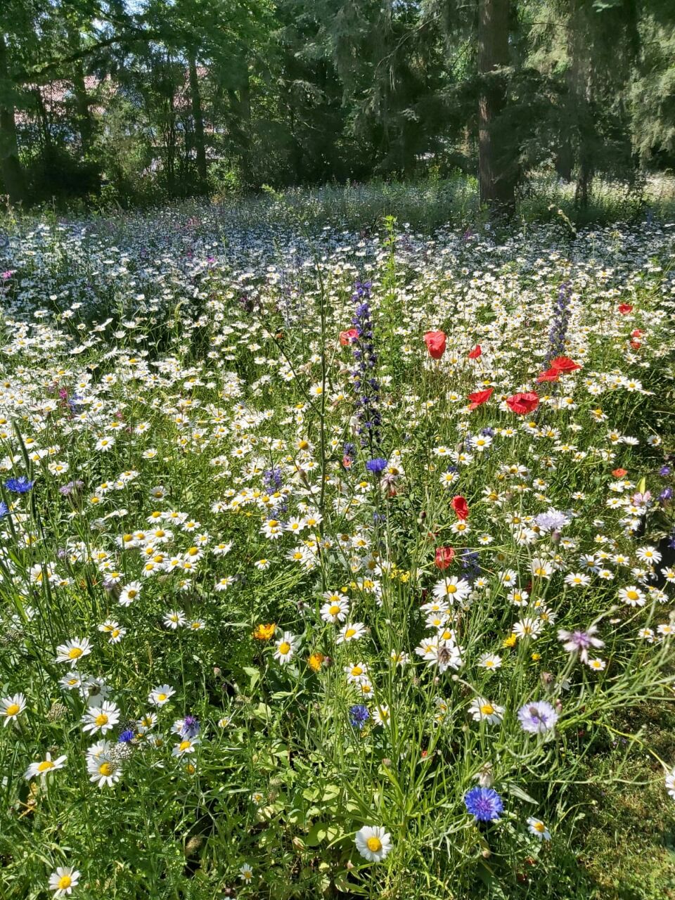 Bunte Wildblumenwiese am Waldrand.