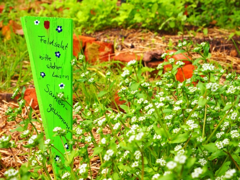 Kräuterbeete. Ein grünes Schild mit der Aufschrift: Feldsalat bitte stehen lassen. Samengewinnung.