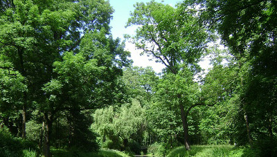 Verschiedene Baumarten in einem Park.
