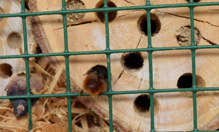 Nahaufnahme eines Wildbienenhotels. Eine Biene krabbelt in ein Holzloch.