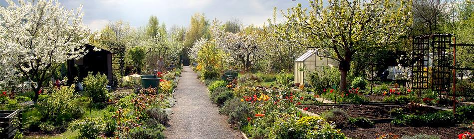 Verschiedene Kleingärten mit Gartenhäusern, in denen Blumen blühen und viel angepflanzt wurde.