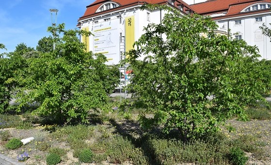 Bäume und Sträucher vor dem Schauspielhaus Dresden.