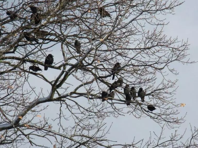 Vögel sitzen in einem blätterlosen Baum.