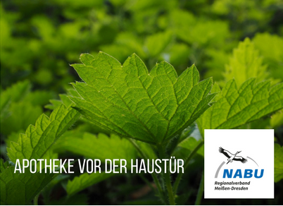 Nahaufnahme Blätter. Bildaufschrift: Apotheke vor der Haustür. Logo des NABU Regionalverband Meißen-Dresden.