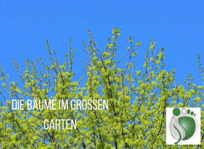 Baumkrone einer blühenden Linde. Bildaufschrift: Die Bäume in Großen Garten.