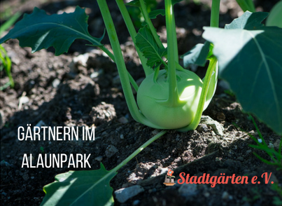 Kohlrabi im Beet. Bildaufschrift: Gärtnern im Alaunpark. Logo Stadtgärten e.V.