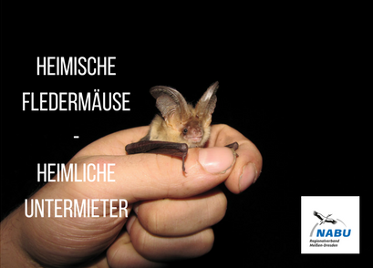 Fledermaus in einer Hand vor schwarzem Hintergrund. Bildaufschrift: Heimische Fledermäuse - heimliche Untermieter. Logo des NABU Regionalverbandes Meißen-Dresden.