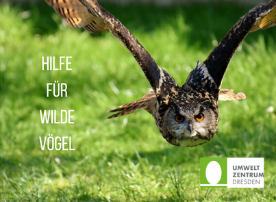 Eule, die über einer Wiese fliegt. Bildaufschrift: Hilfe für wilde Vögel. Logo Umweltzentrum Dresden.