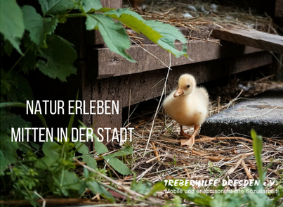 Eine Babyente watschelt durchs Stroh. Bildaufschrift: Natur erleben mitten in der Stadt. Logo der Treberhilfe Dresden e.V.