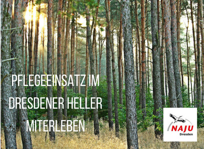 Dichter Nadelwald. Bildaufschrift: Pflegeeinsatz im DResdner Heller miterleben. Logo des NaJu Dresden.