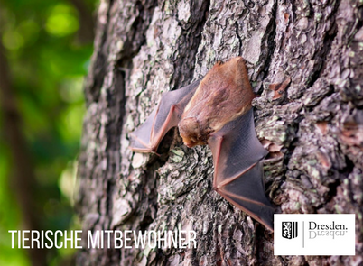 Fledermaus, die kopfüber an Baumrinde hängt. Bildaufschrift: Tierische Mitbewohner. Logo der Stadt Dresden.