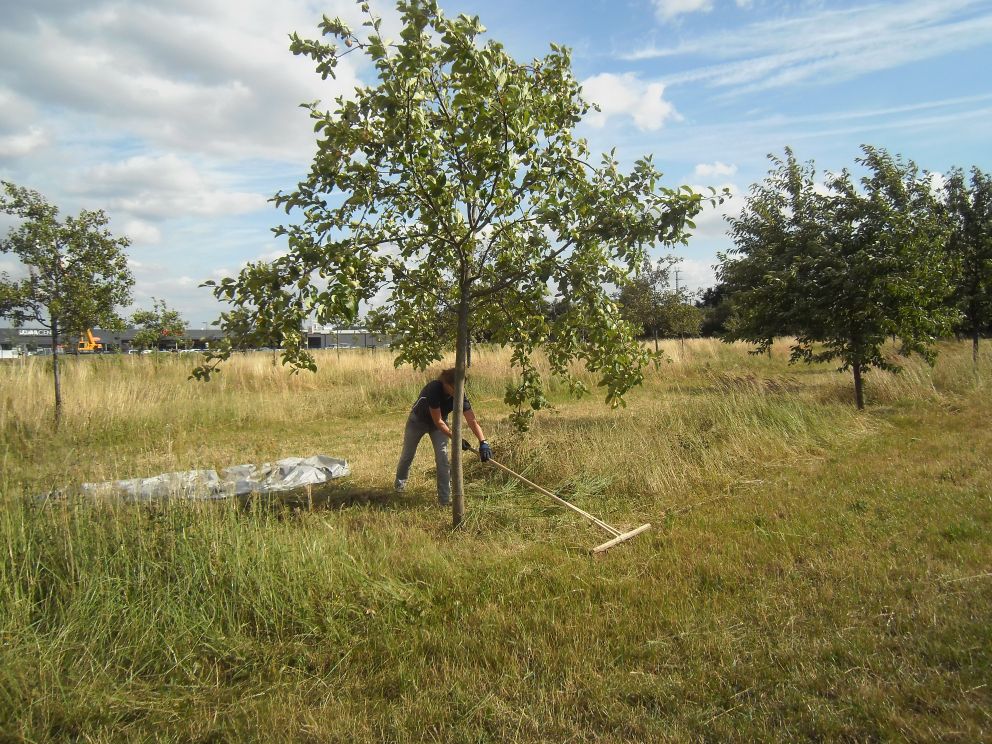 Eine Person rächt frisch gemähtes Gras auf einer Streuobstwiese neben einem Obstbaum zusammen.