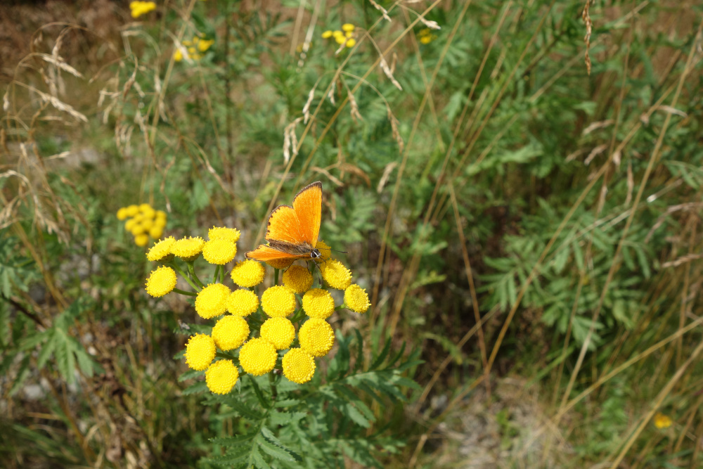Gelbe Blume, auf der ein orangener Schmetterling sitzt.
