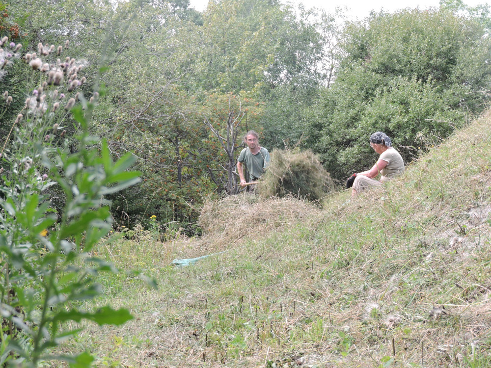 Ein Mann hebt frisch gemähtes Gras mit einer Heugabel auf einen Haufen.
