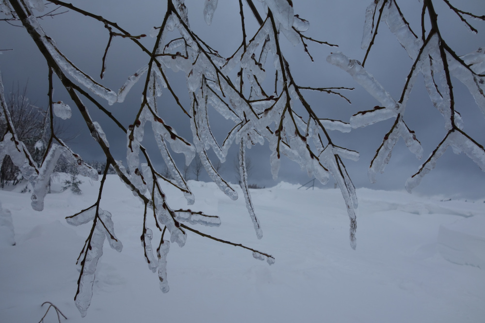 Eiszapfen hängen an den Ästen eines blätterlosen Baums, im Hintergrund eine weiße Schneelandschaft.