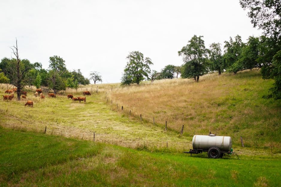 Grüne Kuhweide an einem Hang, auf dem braune Kühe stehen. Rechts steht außerhalb der Weide ein Milchwagen.