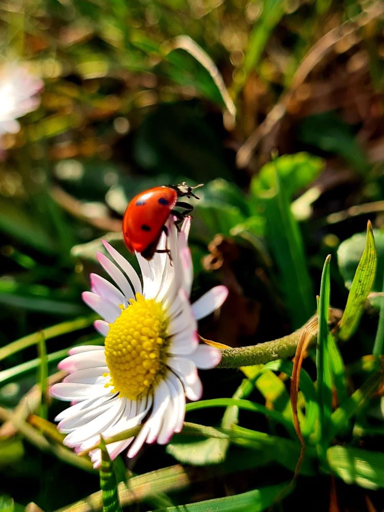 Ein Marienkäfer sitzt auf einem Gänseblümchen in der Wiese.