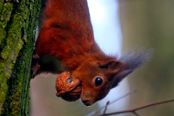 Ein Eichhörnchen sitzt an einem Baum und hat eine Wallnuss im Mund.