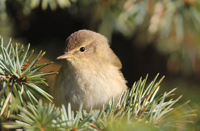 Ein brauner Vogel sitzt in einem Nadelbaum.